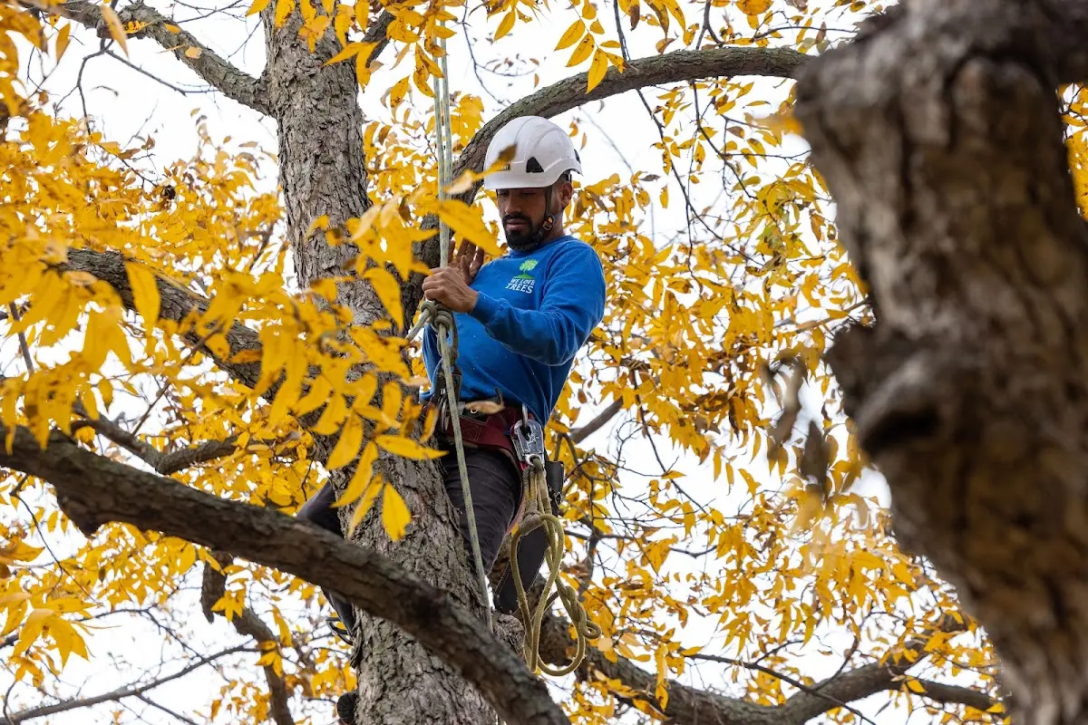 Skilled Tree Planting crew working in Uniontown